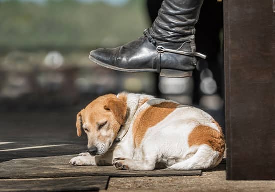 7 Necessities for Your Horse Show Dog